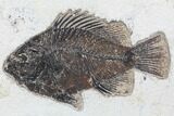 Two Cockerellites (Priscacara) Fossil Fish - Hanger Installed #88789-3